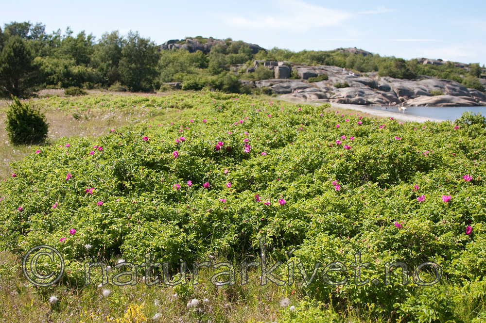 KA_090622_1343 / Rosa rugosa / Rynkerose