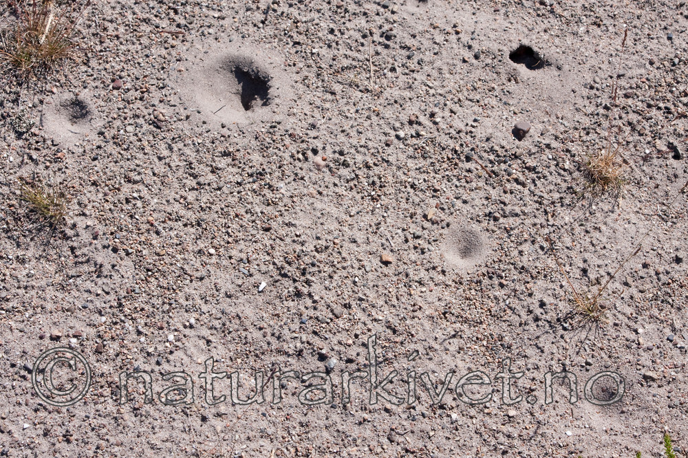 KA_090622_1345 / Myrmeleon bore / Strandmaurløve