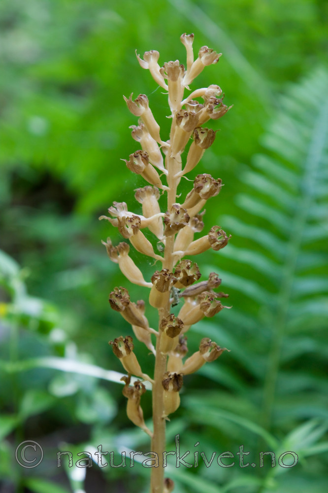 KA_090622_1350 / Neottia nidus-avis / Fuglereir