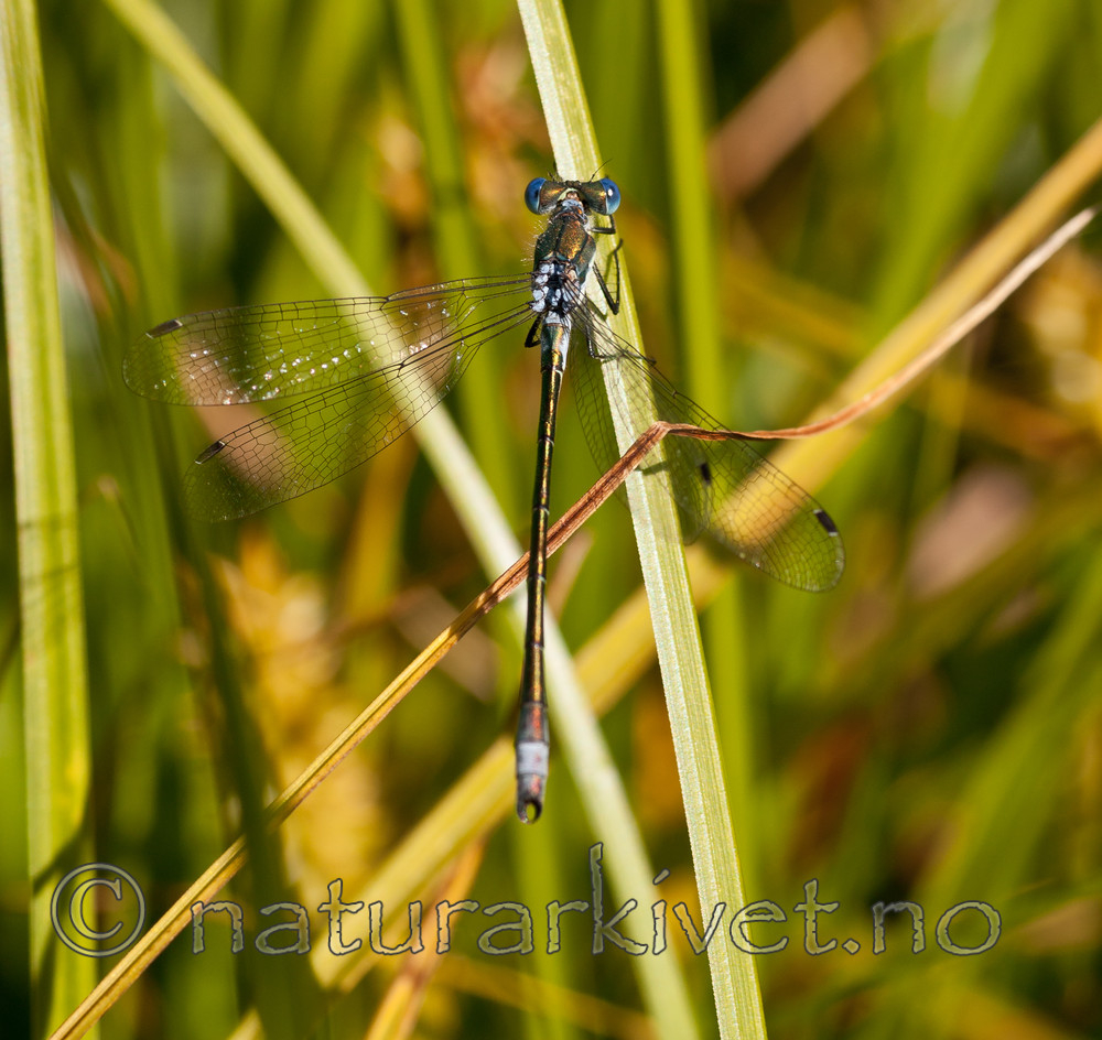 KA_090622_1366 / Lestes dryas / Sørlig metallvannymfe