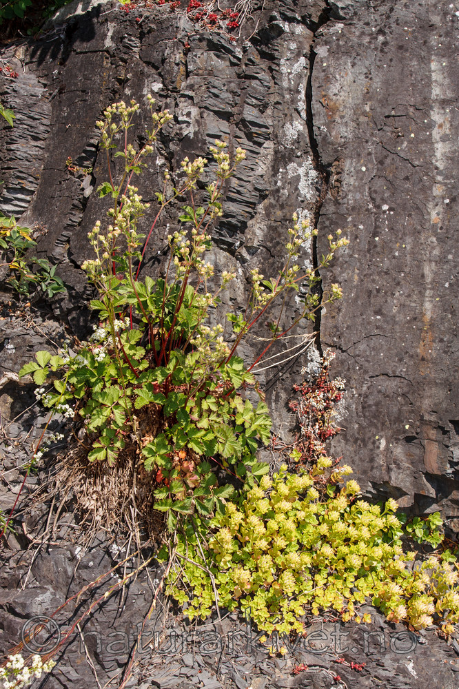 KA_090624_1449 / Drymocallis rupestris / Hvitmure <br /> Phedimus spurius / Gravbergknapp