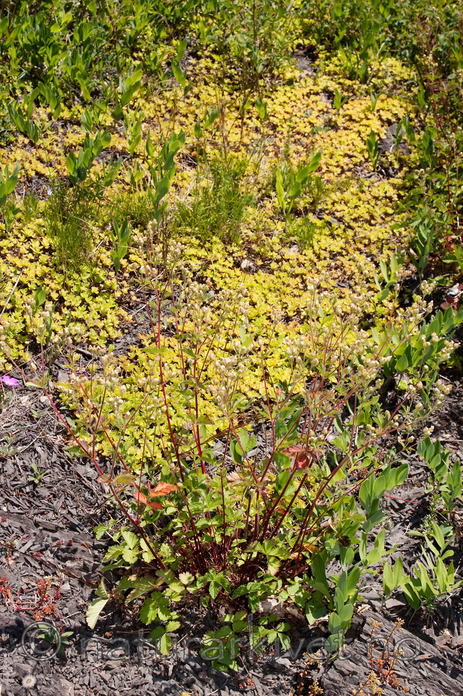 KA_090624_1450 / Drymocallis rupestris / Hvitmure <br /> Phedimus spurius / Gravbergknapp