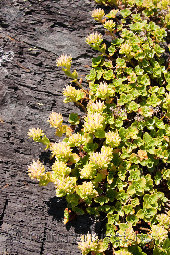 KA_090624_1452 / Phedimus spurius / Gravbergknapp