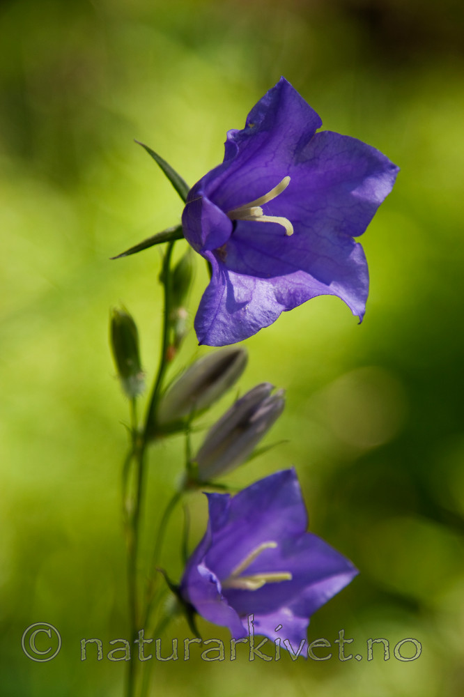 KA_090624_1459 / Campanula persicifolia / Fagerklokke