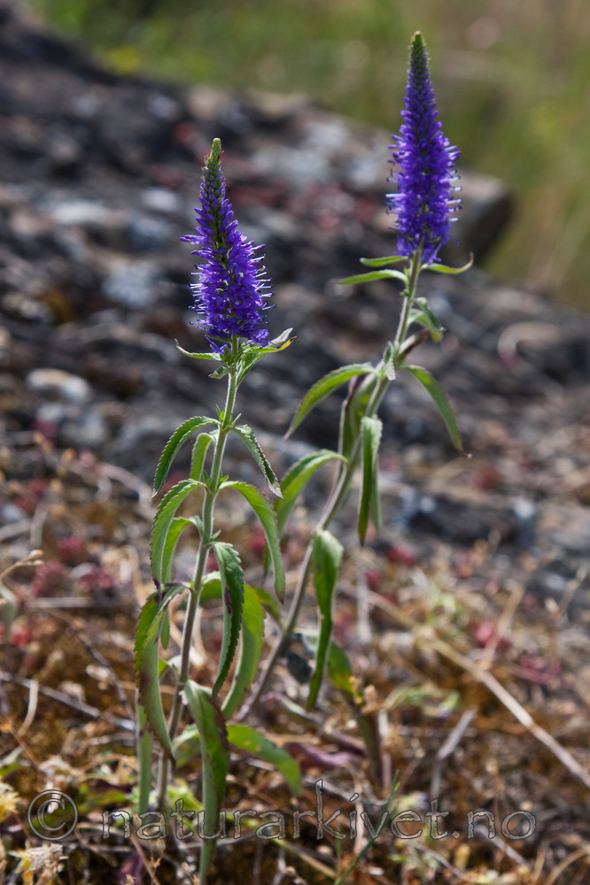 KA_090629_1494 / Veronica spicata / Aksveronika