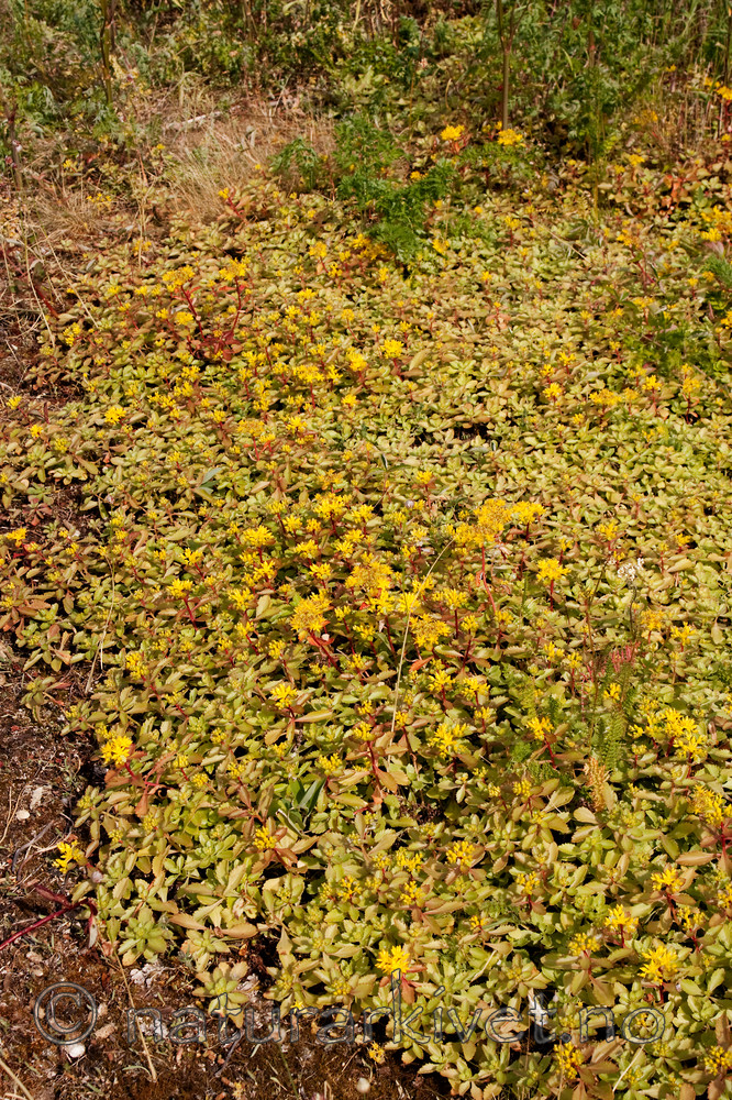 KA_090629_1496 / Phedimus hybridus / Sibirbergknapp