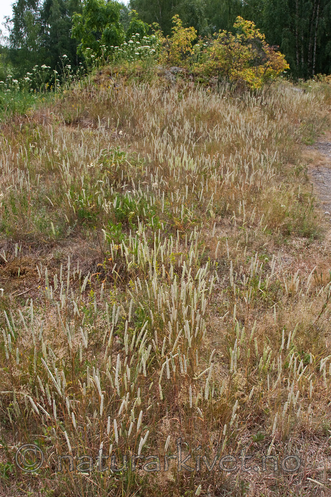 KA_090629_1500 / Phleum phleoides / Smaltimotei