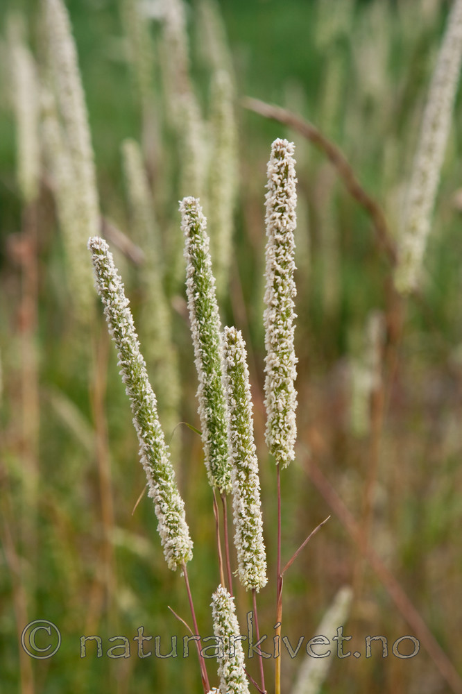 KA_090629_1501 / Phleum phleoides / Smaltimotei