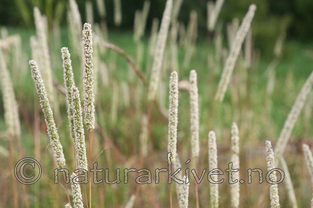 KA_090629_1502 / Phleum phleoides / Smaltimotei