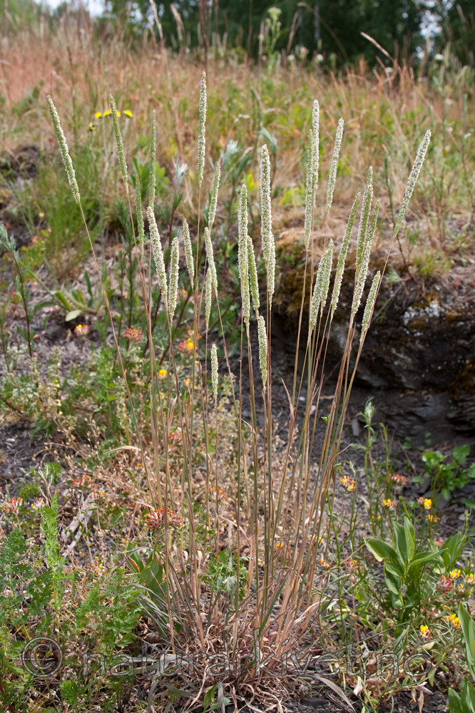 KA_090629_1505 / Phleum phleoides / Smaltimotei