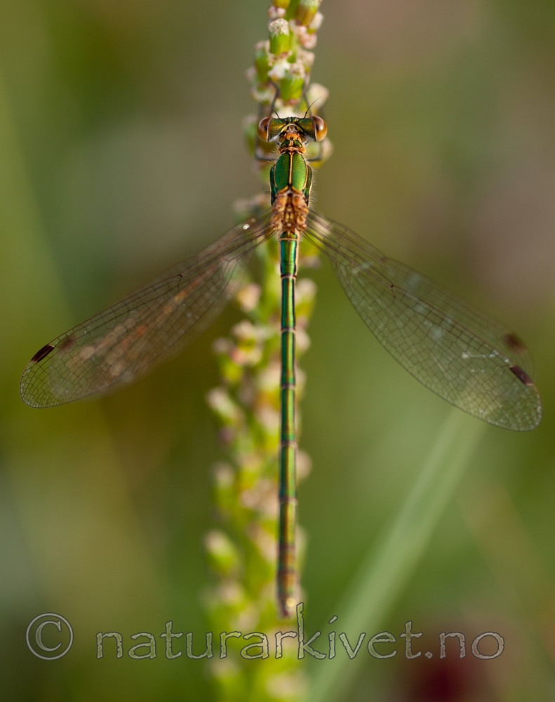 KA_090707_1606 / Lestes sponsa / Vanlig metallvannymfe