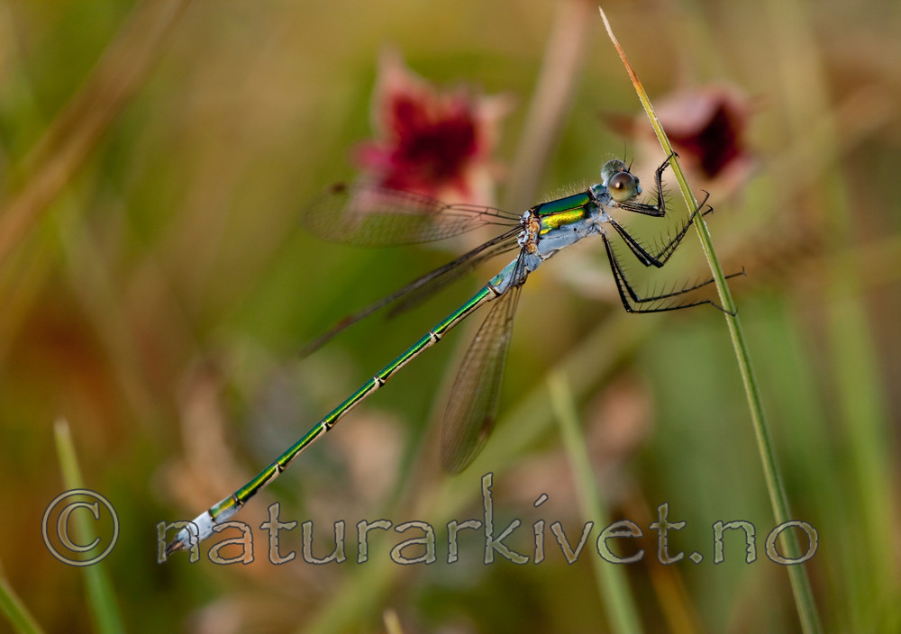 KA_090707_1609 / Lestes sponsa / Vanlig metallvannymfe