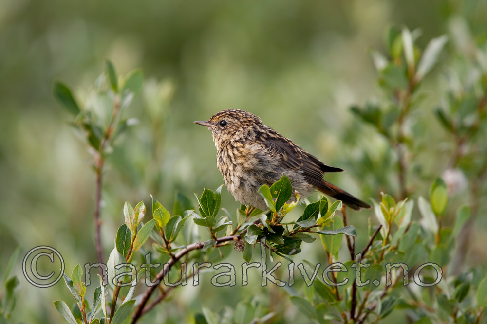 KA_090715_1689 / Luscinia svecica / Blåstrupe