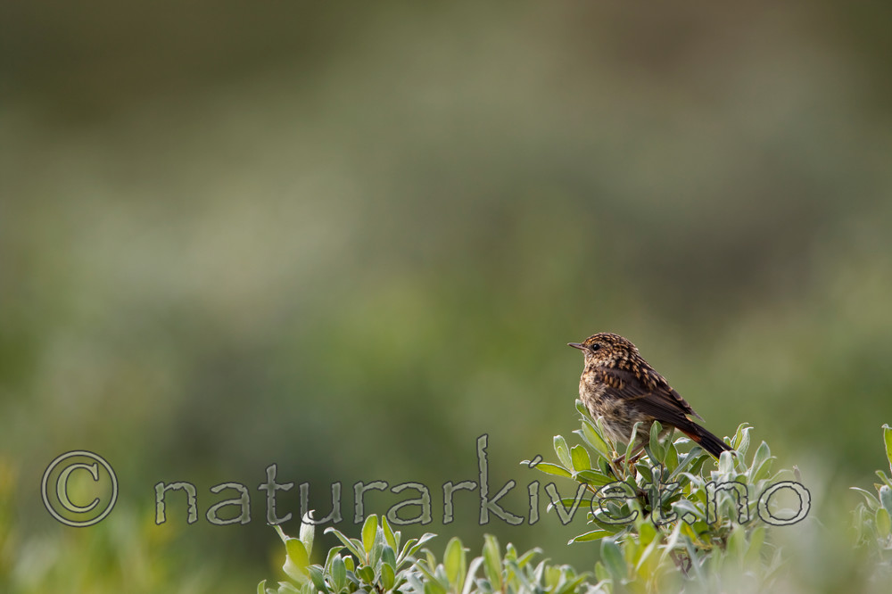 KA_090715_1690 / Luscinia svecica / Blåstrupe