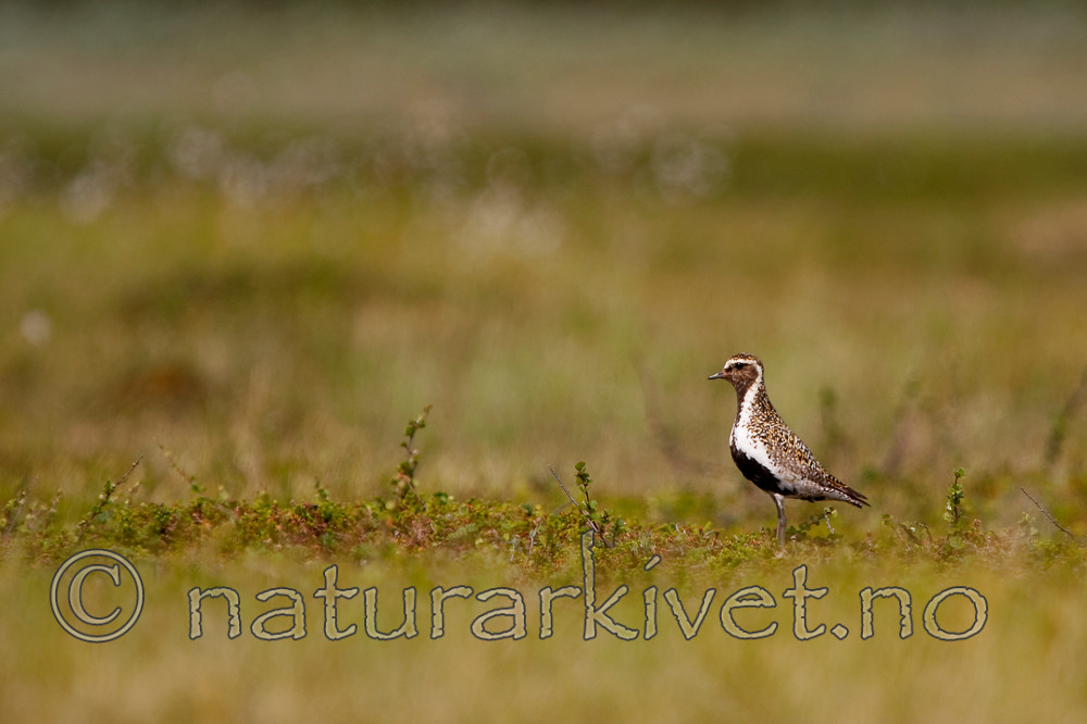 KA_090715_1694 / Pluvialis apricaria / Heilo