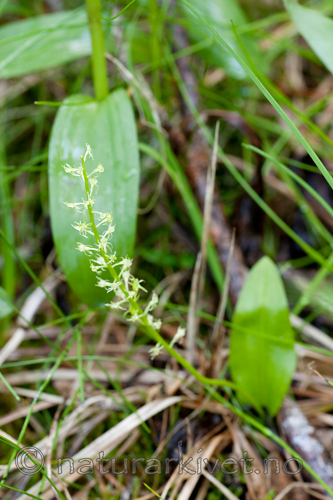 KA_090715_1734 / Microstylis monophyllos / Knottblom