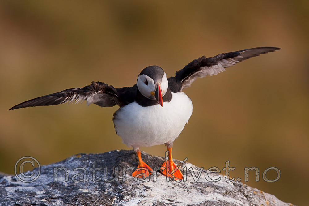 KA_090726_1788 / Fratercula arctica / Lunde