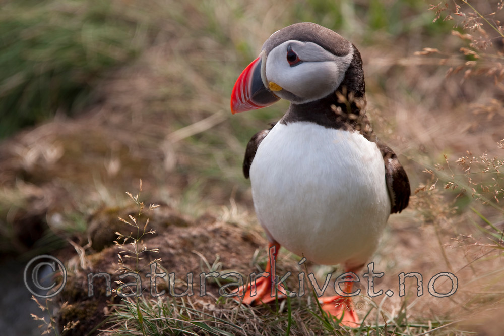 KA_090726_1793 / Fratercula arctica / Lunde