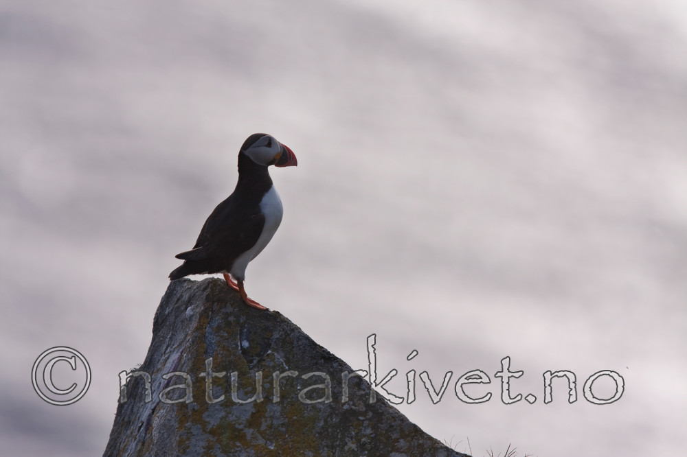 KA_090726_1796 / Fratercula arctica / Lunde