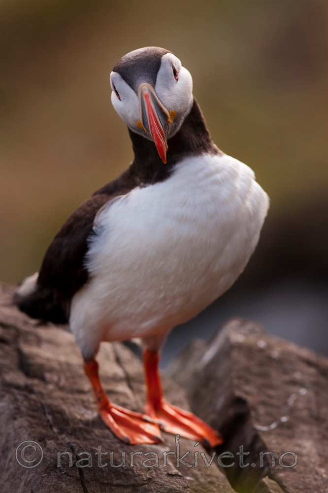 KA_090726_1804 / Fratercula arctica / Lunde