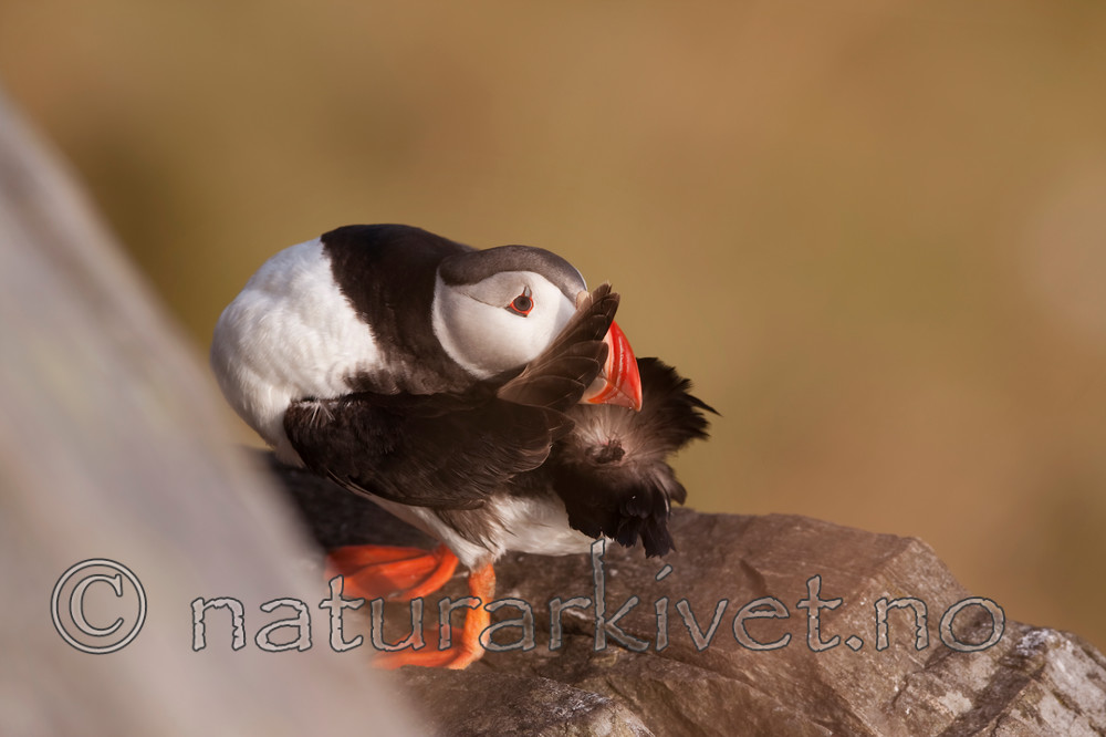 KA_090726_1806 / Fratercula arctica / Lunde