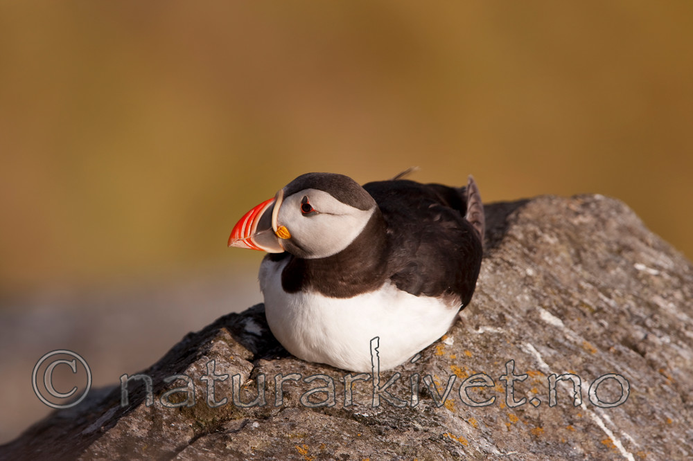 KA_090726_1811 / Fratercula arctica / Lunde