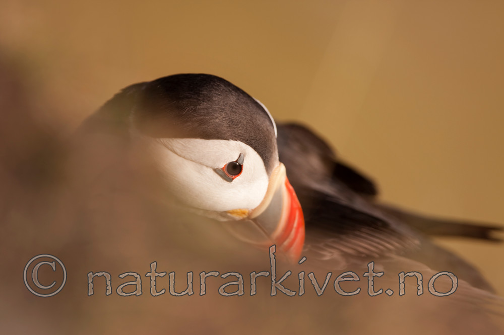 KA_090726_1822 / Fratercula arctica / Lunde