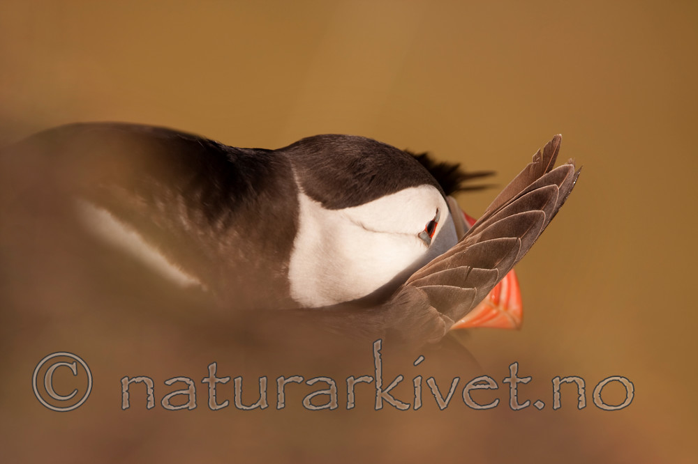 KA_090726_1823 / Fratercula arctica / Lunde