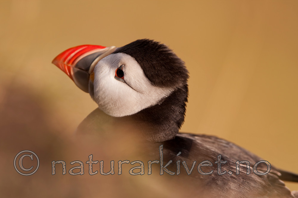 KA_090726_1824 / Fratercula arctica / Lunde