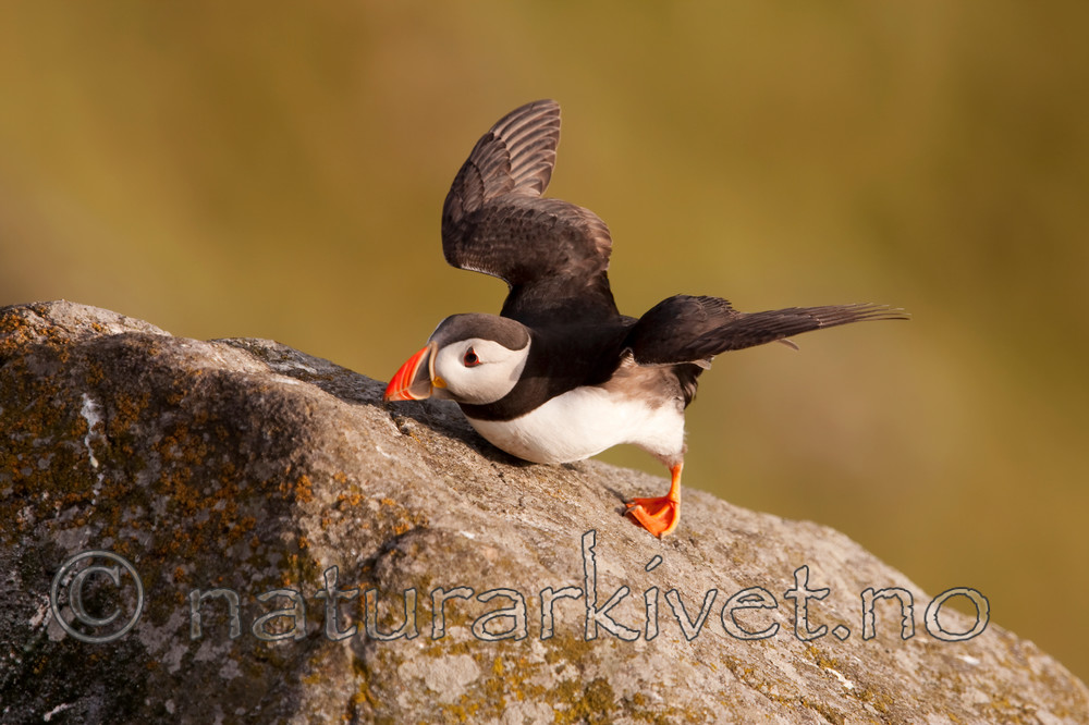 KA_090726_1826 / Fratercula arctica / Lunde