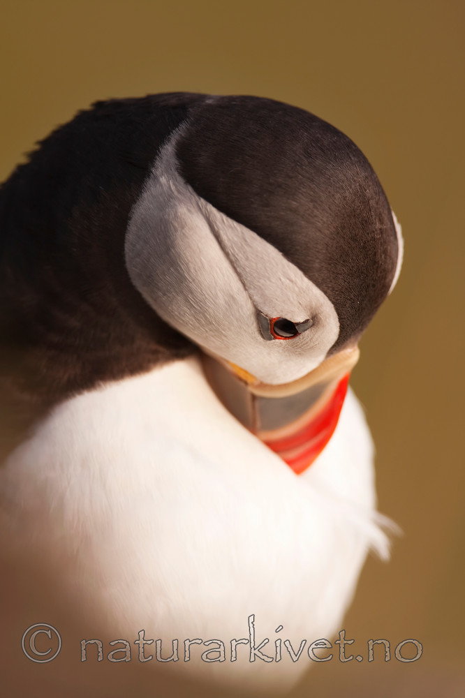 KA_090726_1833 / Fratercula arctica / Lunde