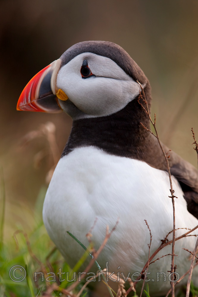 KA_090726_1858 / Fratercula arctica / Lunde