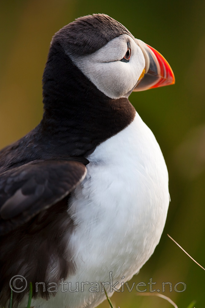 KA_090726_1860 / Fratercula arctica / Lunde