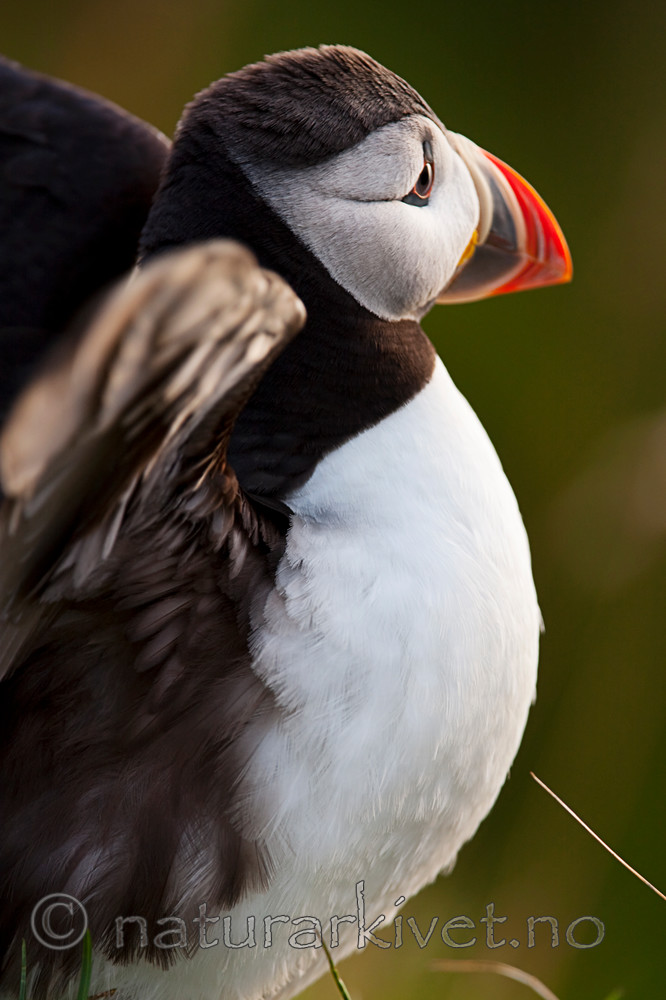 KA_090726_1861 / Fratercula arctica / Lunde