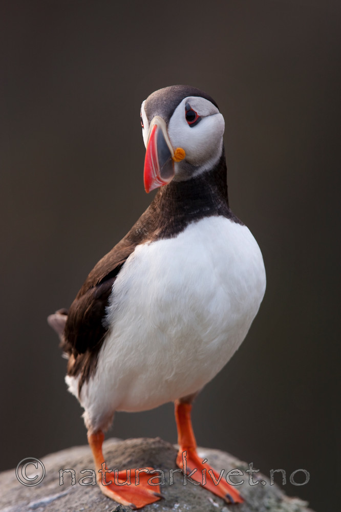 KA_090726_1864 / Fratercula arctica / Lunde