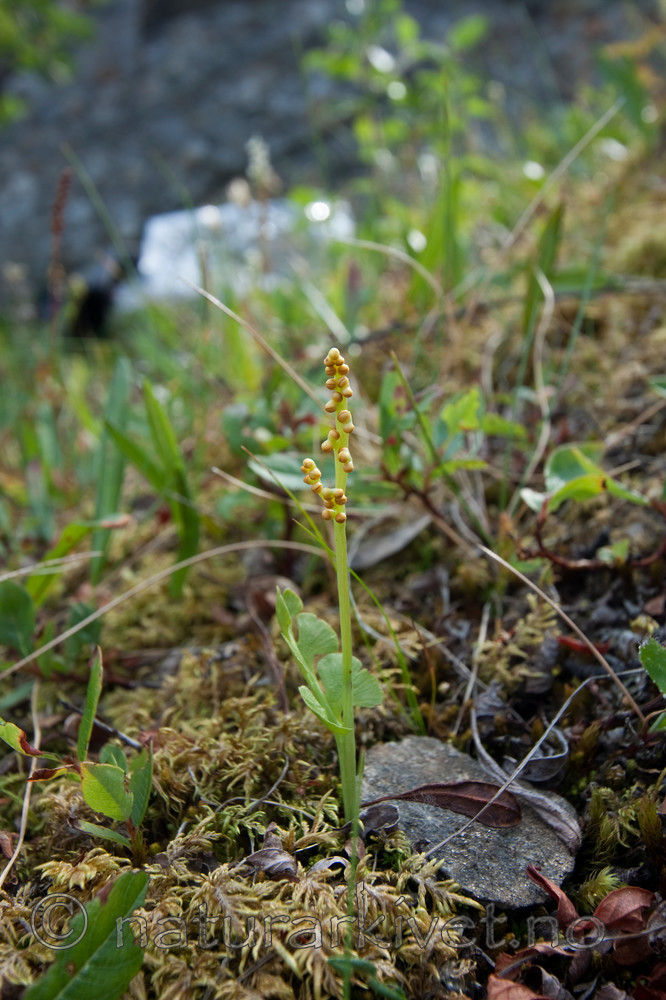 KA_090805_2115 / Botrychium lunaria / Marinøkkel