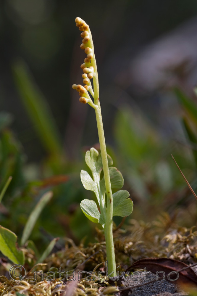 KA_090805_2116 / Botrychium lunaria / Marinøkkel