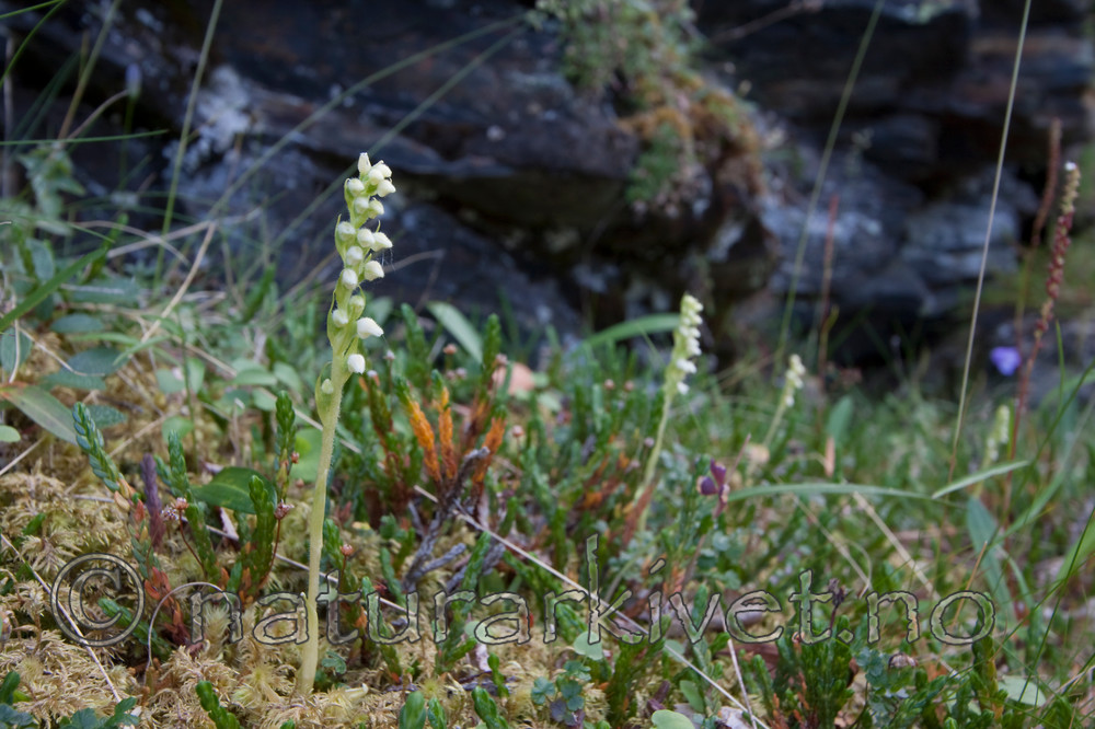KA_090805_2121 / Goodyera repens / Knerot