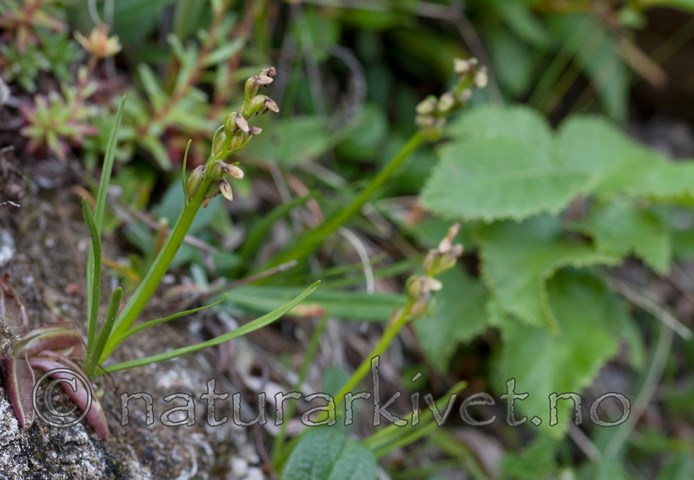 KA_090805_2134 / Chamorchis alpina / Fjellkurle