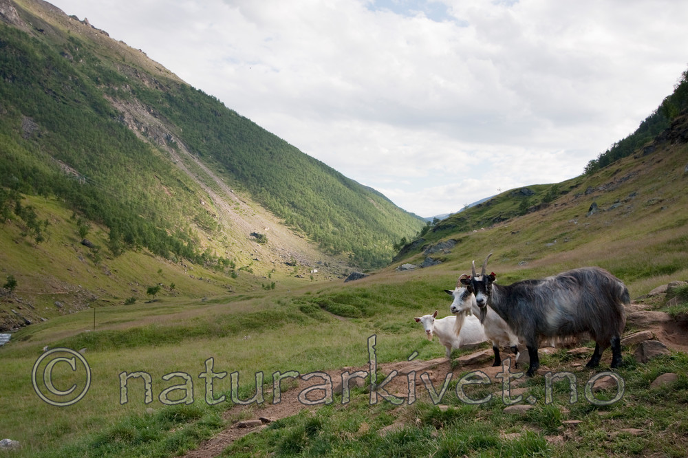 KA_090805_2153 / Capra hircus / Geit