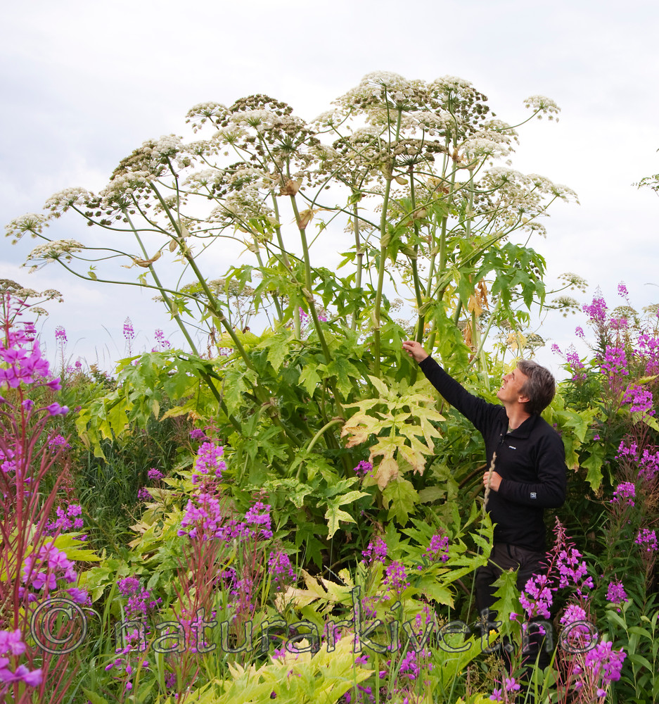 KA_090809_2290 / Heracleum persicum / Tromsøpalme