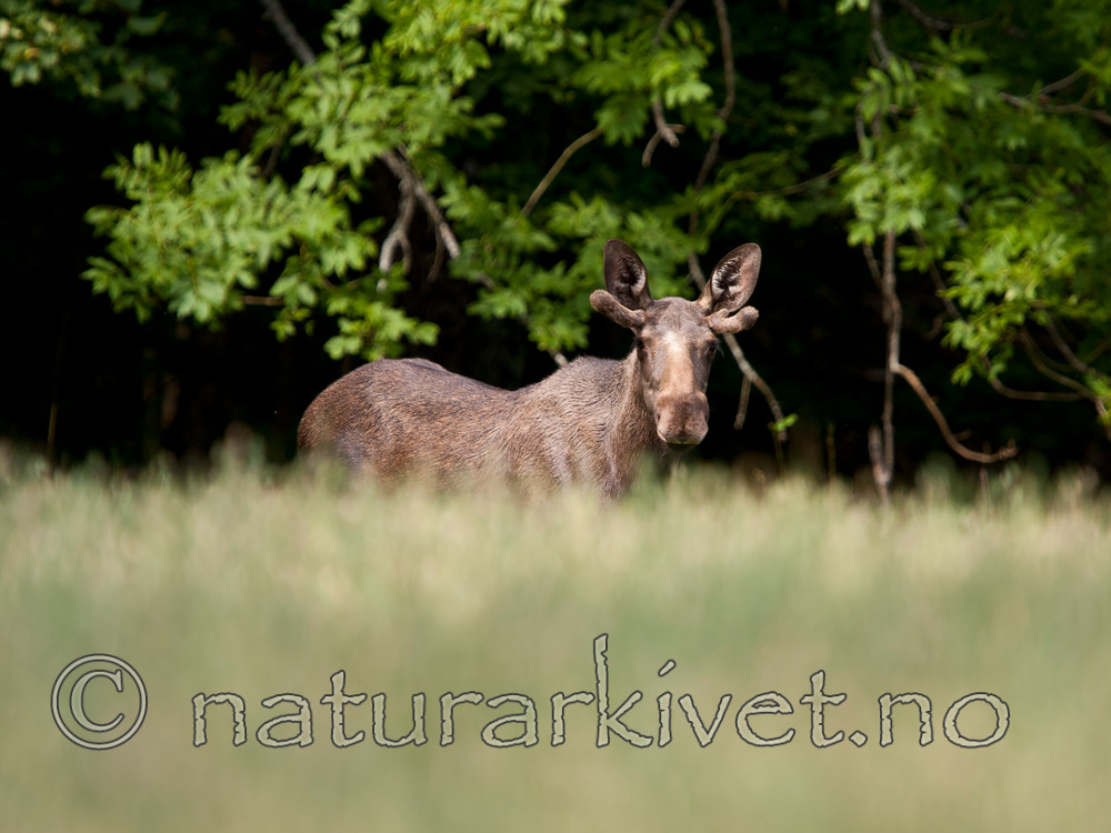 KA_090811_2313 / Alces alces / Elg