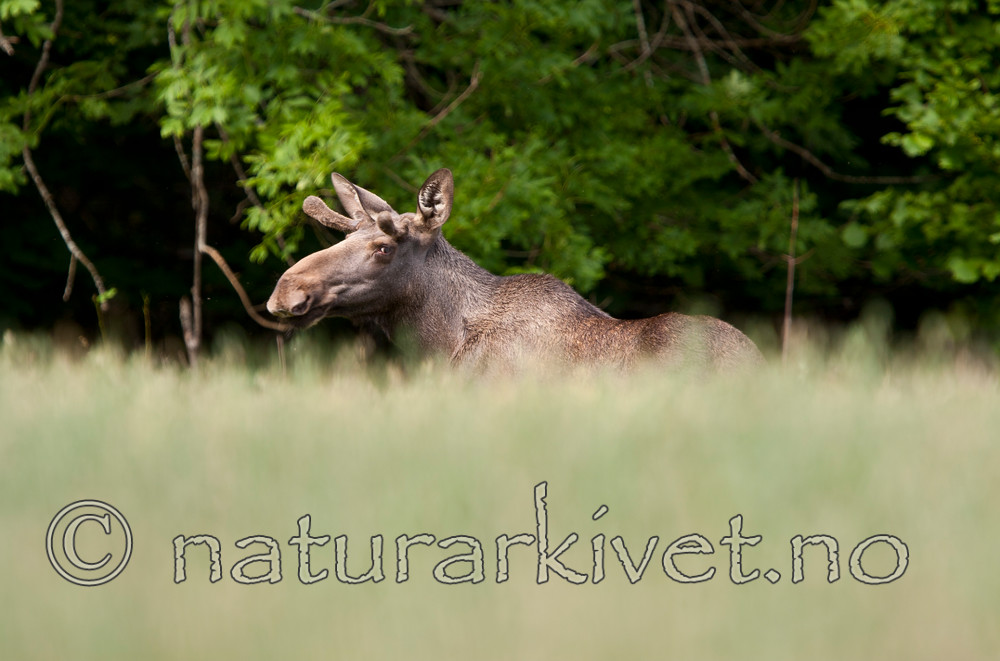 KA_090811_2317 / Alces alces / Elg