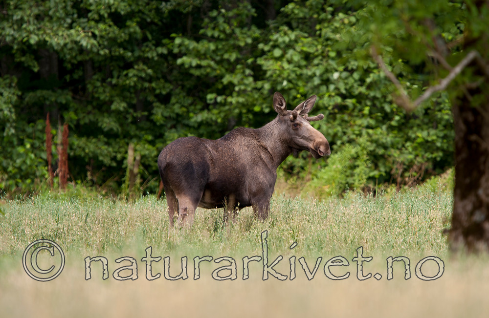 KA_090811_2322 / Alces alces / Elg