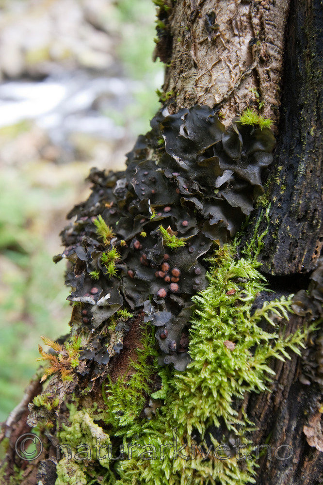 KA_090820_2487 / Leptogium saturninum / Filthinnelav