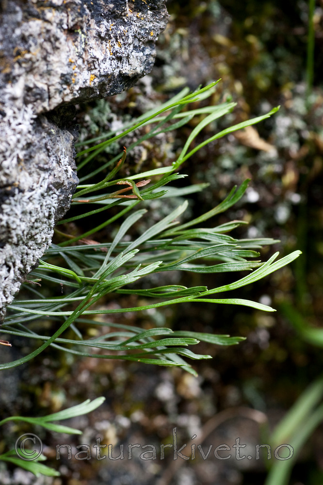 KA_090820_2521 / Asplenium septentrionale / Olavsskjegg