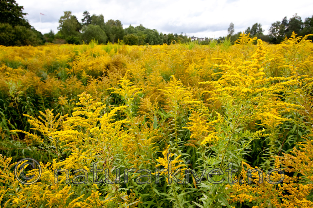KA_090902_2569 / Solidago canadensis / Kanadagullris