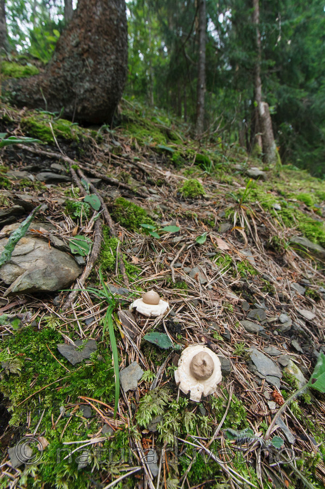 KA_090903_2578 / Geastrum fimbriatum / Brun jordstjerne