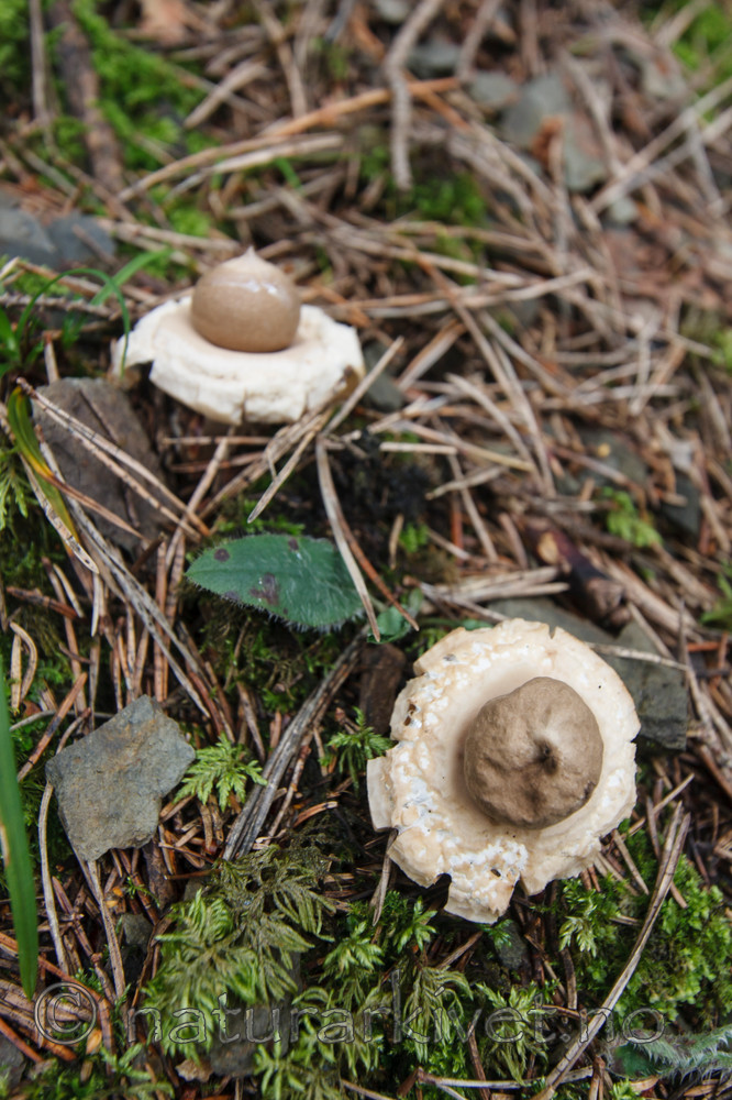 KA_090903_2579 / Geastrum fimbriatum / Brun jordstjerne