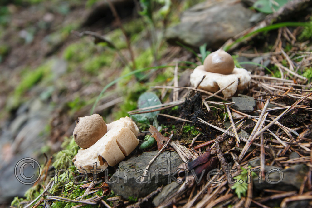 KA_090903_2580 / Geastrum fimbriatum / Brun jordstjerne